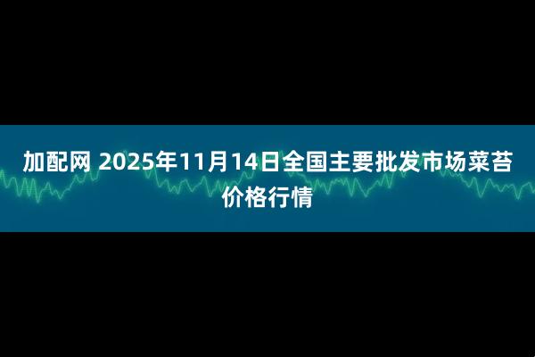 加配网 2025年11月14日全国主要批发市场菜苔价格行情